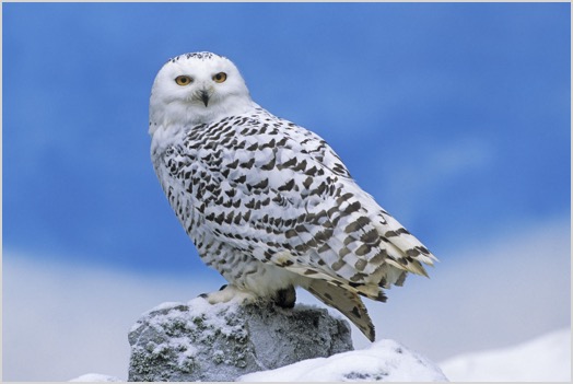 snowy_owl-other